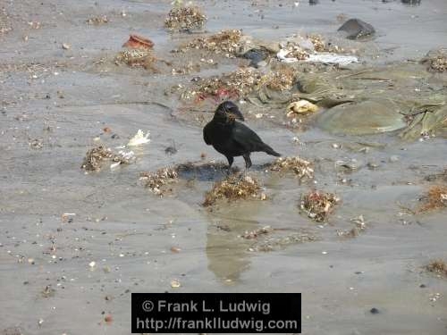 Crows Gathering Nesting Material, Maharashtra, Bombay, Mumbai, India